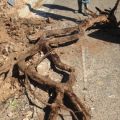 Big Tree Root