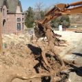 Big Tree Root